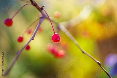 Berries lasting on the tree
