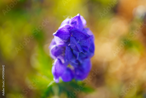 Late fall flowers and one of the last of their kind