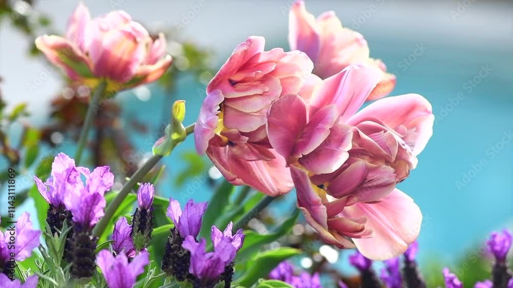 Spring garden design with tulips and lavender flowers, flower bed, trendy gardening concept, blooming flowers outdoors. Slow motion Spring garden design with tulips and lavender flowers, flower bed, trendy gardening concept, blooming flowers outdoors. Slow motion