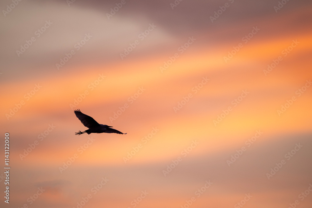 Egret bird in flight against a vibrant sunrise sky.
