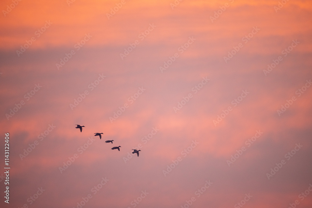 Flock of Ducks in Morning