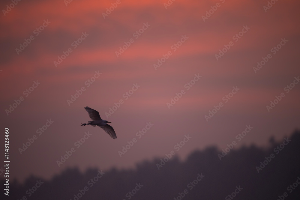 Egret bird in flight against a vibrant sunrise sky.