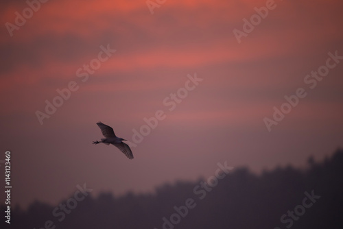 Obraz na płótnie Egret bird in flight against a vibrant sunrise sky. w salonie