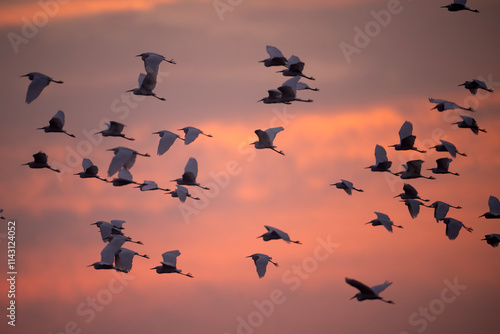 Birds in Flight at Sunrise over a Forest