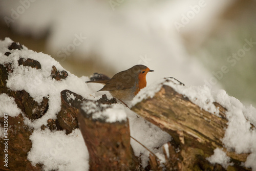 File Image: Image depicting a robin in Marlay Park in Dublin, Ireland during the Christmas holidays in December 2010 during a period of heavy snow. photo