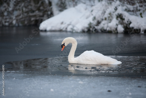 File Image: Image depicting a robin in Marlay Park in Dublin, Ireland during the Christmas holidays in December 2010 during a period of heavy snow. photo