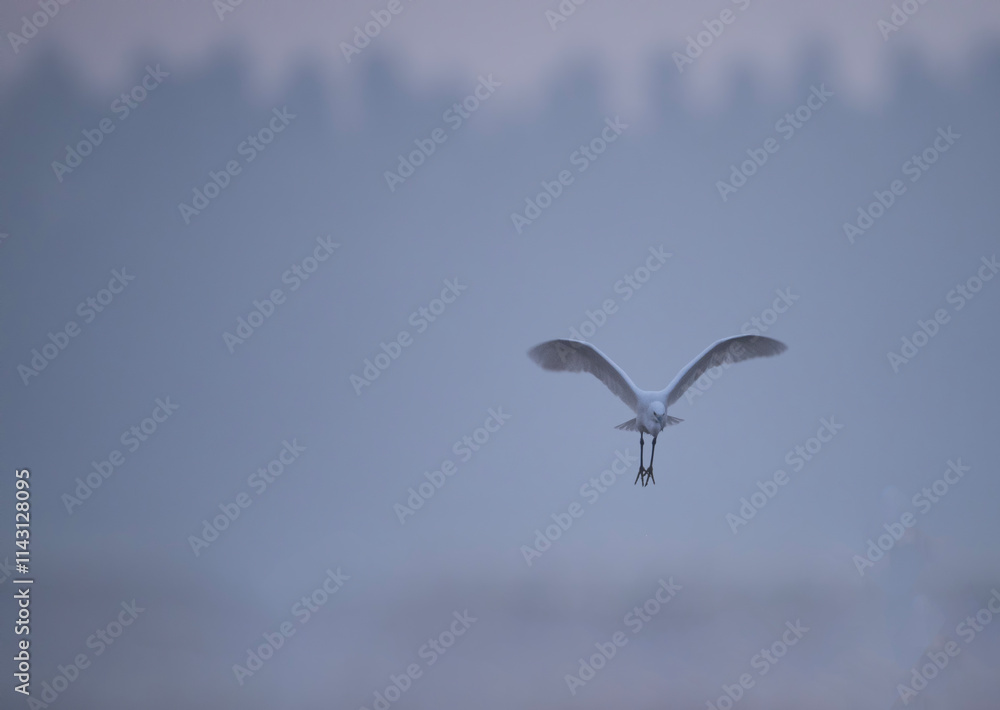 Egret Flying in Foggy morning ,Landscape shot in morning