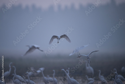 Obraz na płótnie A tranquil scene at dawn featuring a large flock of egrets and herons gathered near a tranquil wetland. w salonie