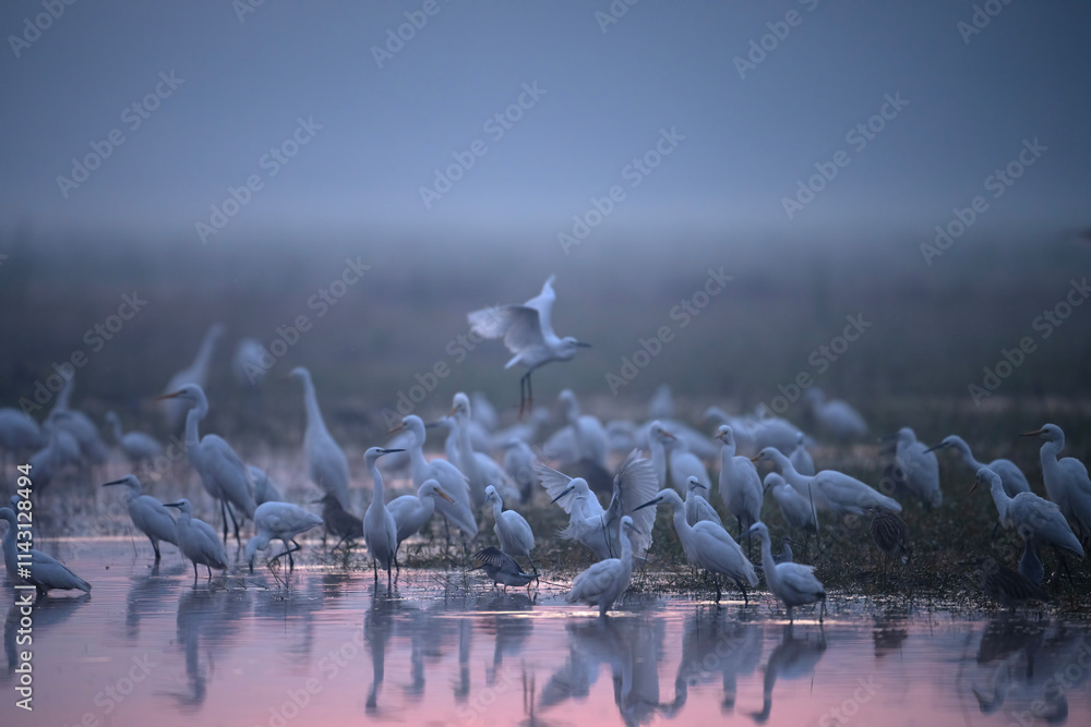 A Misty Dawn Gathering of Egrets and Herons