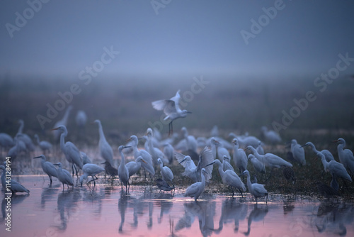 Obraz na płótnie A Misty Dawn Gathering of Egrets and Herons w salonie