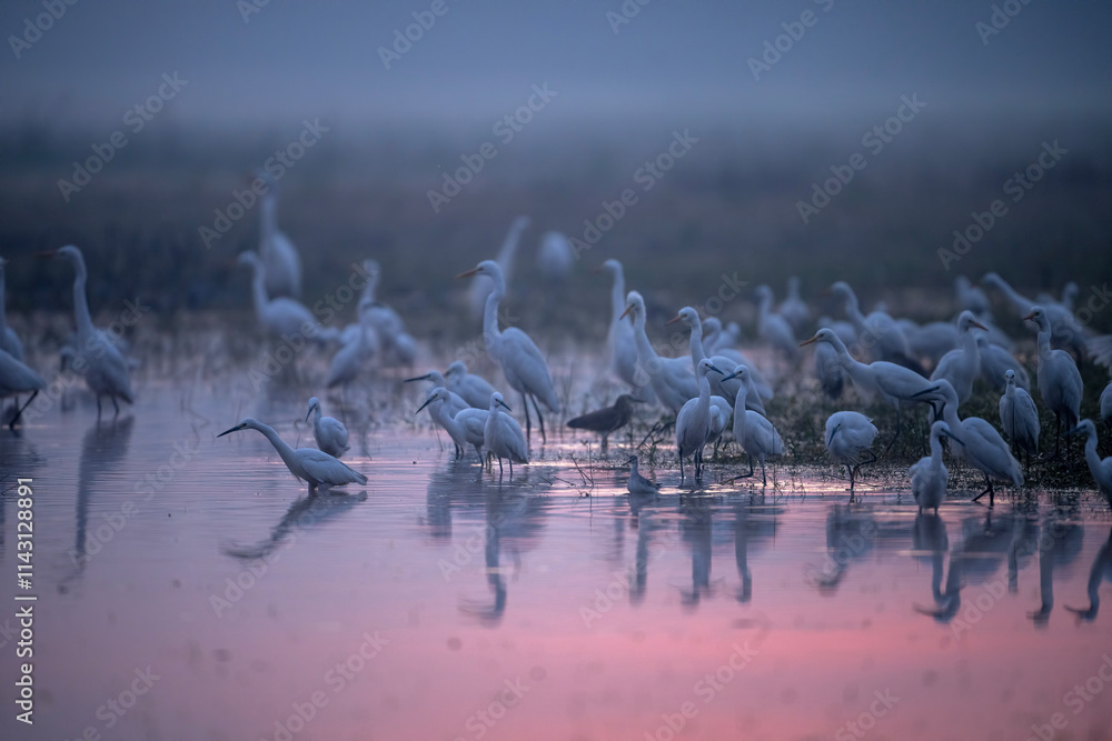 A Misty Dawn Gathering of Egrets and Herons