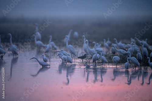 Obraz na płótnie A Misty Dawn Gathering of Egrets and Herons w salonie