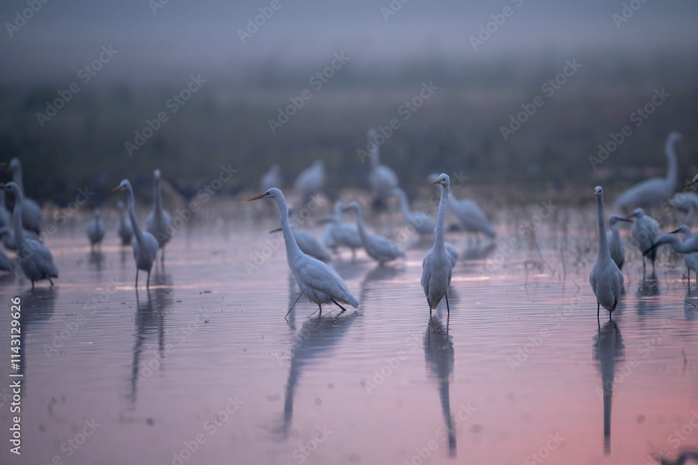 A Misty Dawn Gathering of Egrets and Herons