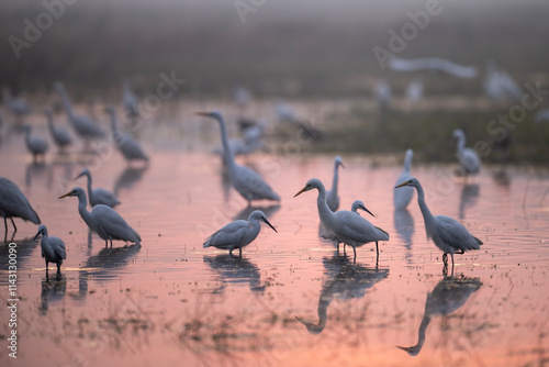 Obraz na płótnie A Misty Dawn Gathering of Egrets and Herons w salonie