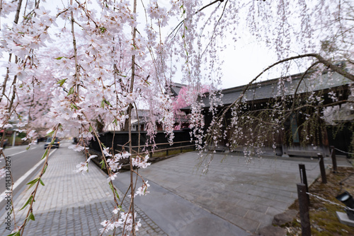 日本角館武家屋敷通りの満開の桜