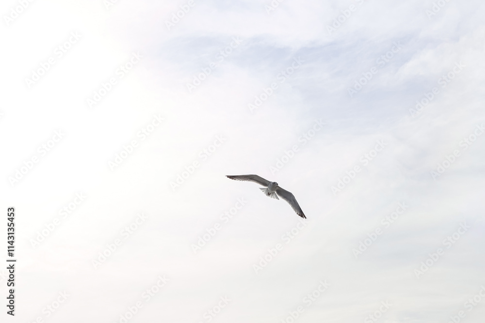 A seagull flying under a clear sky. A seagull flying under a clear sky.