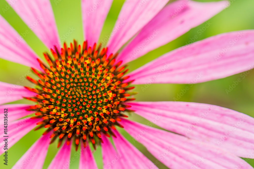 Close-up of a pink coneflower, showcasing the intricate detail of its central cone and petals. Vibrant colors and shallow depth of field. Close-up of a pink coneflower, showcasing the intricate detail of its central cone and petals. Vibrant colors and shallow depth of field.