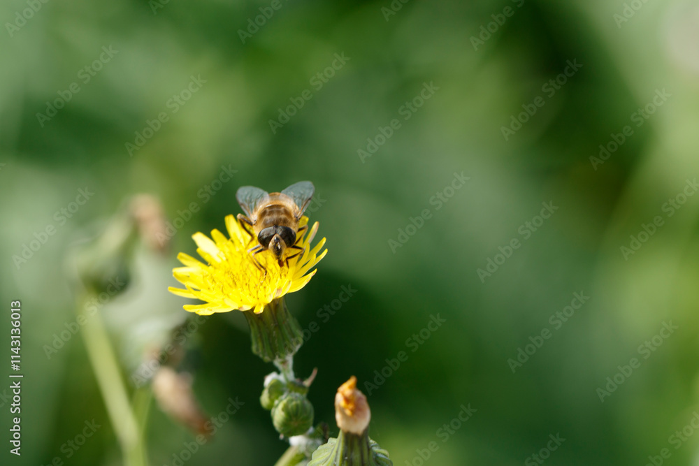 Close-up of a hoverfly on a yellow flower. Blurred green background. Insect foraging. Close-up of a hoverfly on a yellow flower. Blurred green background. Insect foraging.