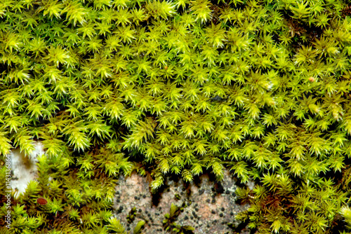 Pleurocarpus green moss spreading over rock in New Hampshire.