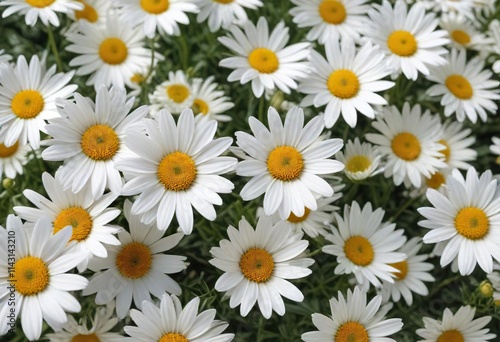 White spring marguerites in various stages of blooming, maturation, botanic, new life, floral arrangement, blooming flowers