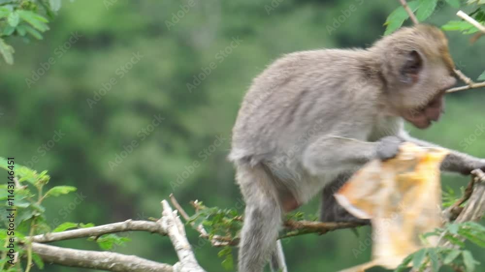 Macaca fascicularis (kera ekor panjang, monyet ekor panjang, long-tailed macaque, crab-eating monkey, cynomolgus macaque) is eating plastic Macaca fascicularis (kera ekor panjang, monyet ekor panjang, long-tailed macaque, crab-eating monkey, cynomolgus macaque) is eating plastic