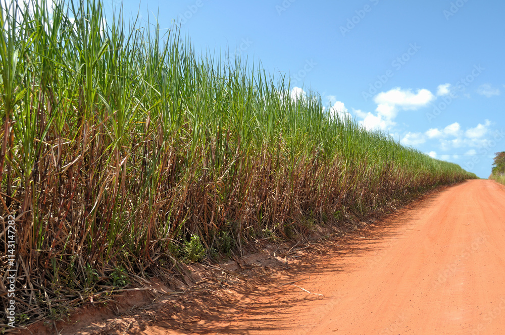 Sugarcane field in Paraíba, Brazil Sugarcane field in Paraíba, Brazil
