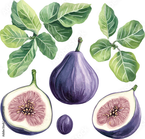 watercolor fig fruit set with leaves on white, vector collection