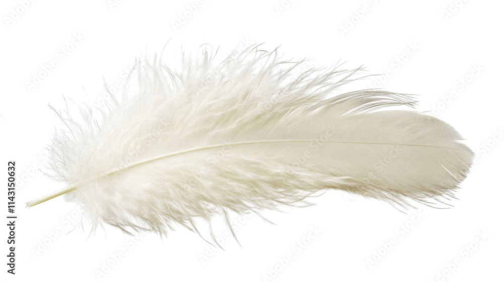 Obraz premium White feather, transparent background