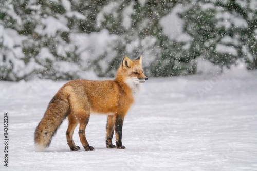 red fox in snow