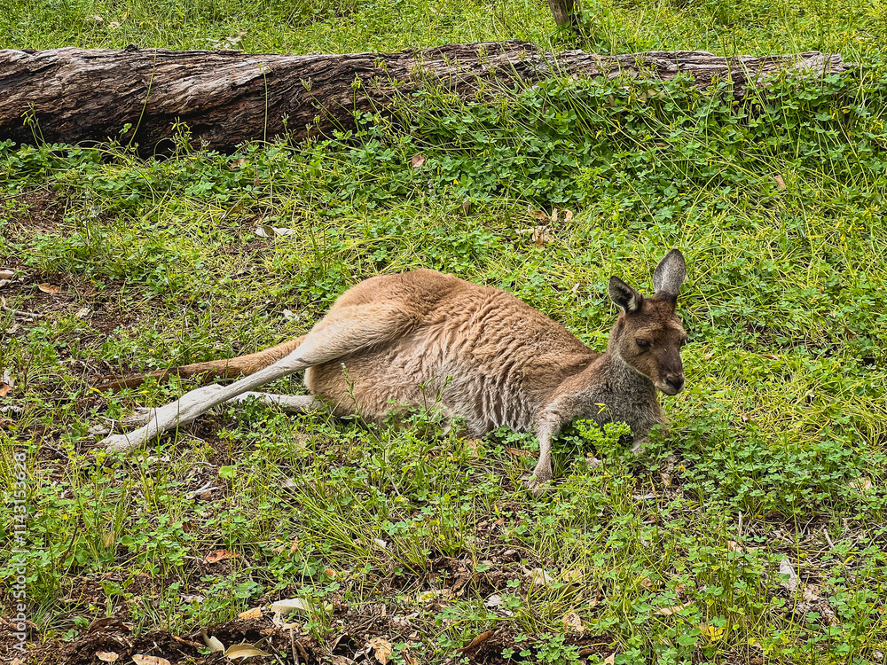 Kangaroos relaxing in the grass Kangaroos relaxing in the grass