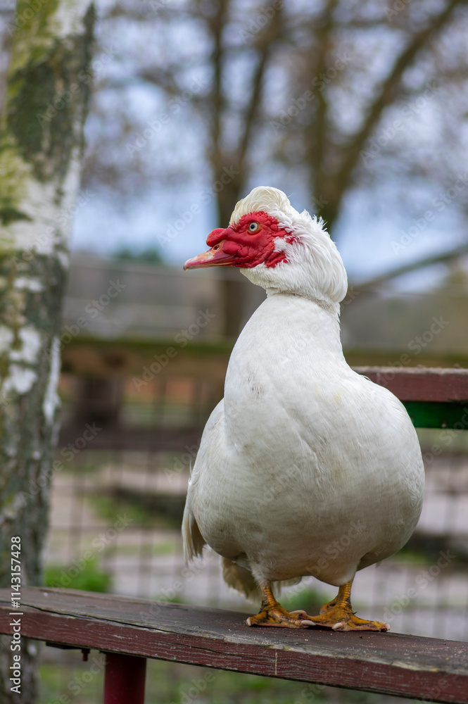 Fototapeta premium Muscovy duck Cairina moschata white bird with red face and unfriendly very bad expression on bench seat on farm