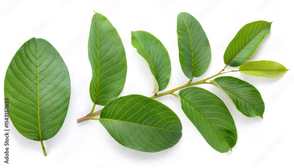 Obraz premium Guava branch adorned with vibrant green leaves resting on a clean white background, showcasing full depth of field and intricate details