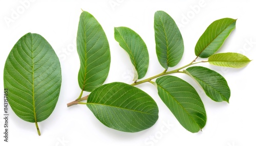 Guava branch adorned with vibrant green leaves resting on a clean white background, showcasing full depth of field and intricate details photo