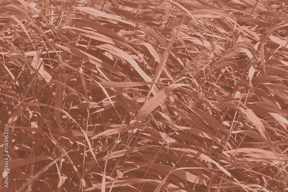 Mocha Mousse grasses with spikelets of beige color close-up. Abstract natural background of soft plants monochrome color 2025. Mocha Mousse grasses with spikelets of beige color close-up. Abstract natural background of soft plants monochrome color 2025.