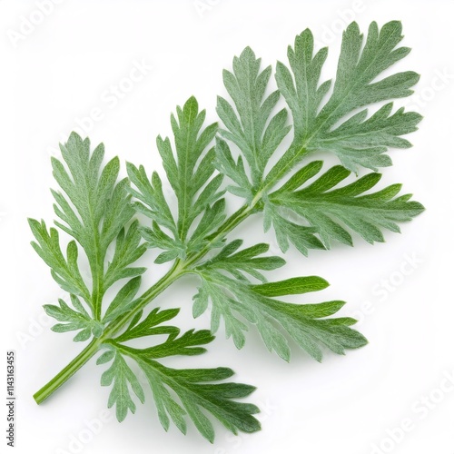 Silver green leaves of a wormwood branch resting on a white background, showcasing full depth of field and intricate details