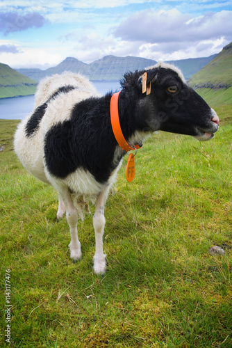 Sheep grazing on Eysturoy i...