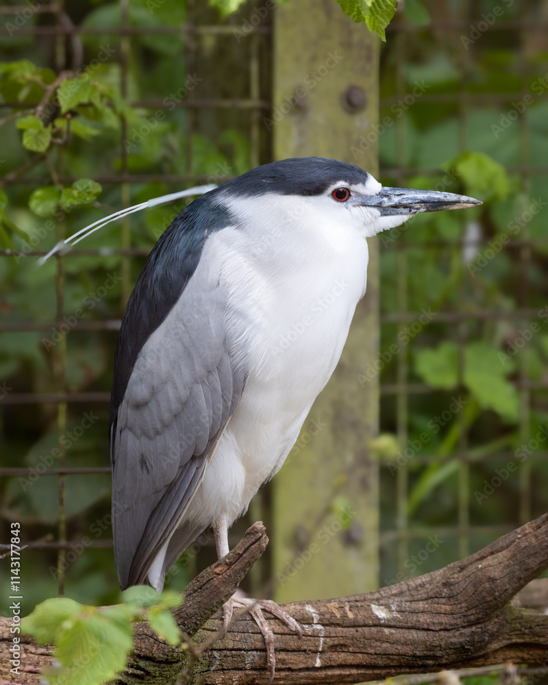 Black crowned white heron. Fish eating bird. Black crowned white heron. Fish eating bird.