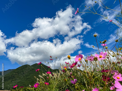 flowers and sky