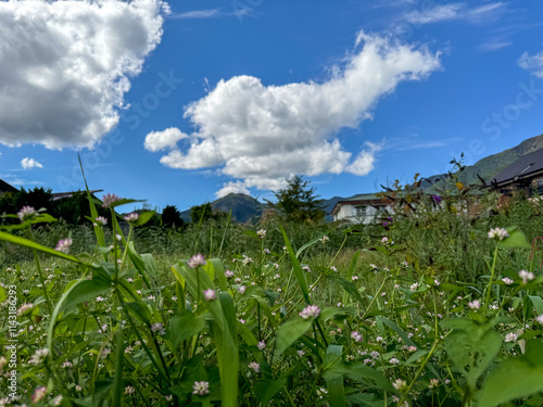 field with blue sky