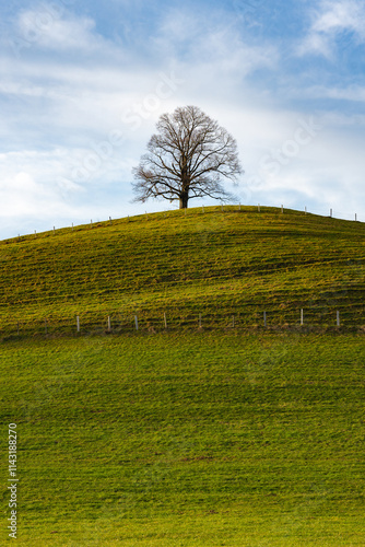 tree, hill, green, meadow, grass, sky, minimalism, blue sky, farmland, lonely, loneliness, wallpaper, background autumn