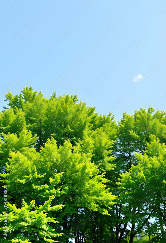 Green trees in summer time. Eco, fresh plants, green energy, healthy and happy life style concept. image, collage style, with white tones Green trees in summer time. Eco, fresh plants, green energy, healthy and happy life style concept. image, collage style, with white tones