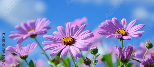 Vibrant Purple Daisies in Bloom Against a Bright Blue Sky with Soft Clouds Above
