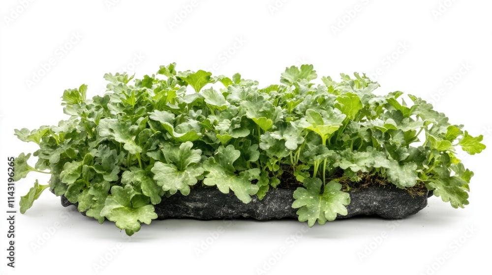 Cineraria Senecio cruentus vibrant green foliage on textured stone background natural botanical elements for home decor and landscaping Cineraria Senecio cruentus vibrant green foliage on textured stone background natural botanical elements for home decor and landscaping