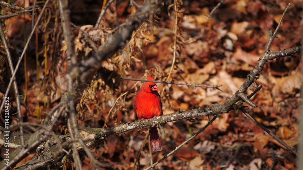 A photo of a Northern Cardinal bird spotted in Toronto, Canada. A photo of a Northern Cardinal bird spotted in Toronto, Canada.
