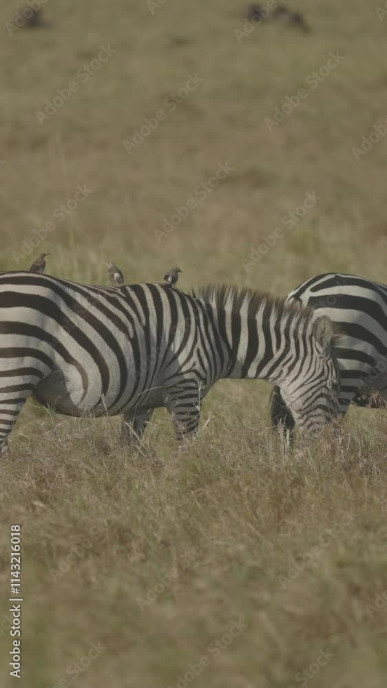 Zebra with Red-billed oxpecker birds on its back Zebra with Red-billed oxpecker birds on its back