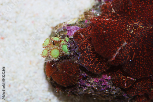 Red Spotted Red Mushroom Rock with Green Flower Pot Coral, Actinodiscus spp, Goniopora spp photo