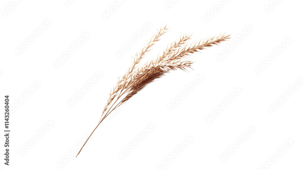 Fototapeta premium Wheat stalk transparent background