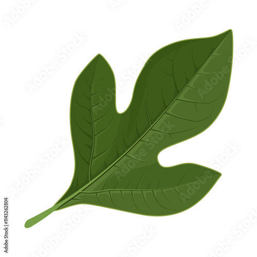 Illustration of a Sassafras leaf, scientific name sassafras albidum, isolated on white background.