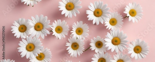 Top view of white daisy blossoms on a light pink background, aesthetic, floral, flatlay