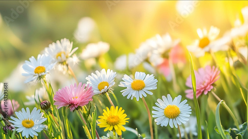 Meadow with lots of white and pink spring daisy flowers and yellow dandelions in sunny day photo